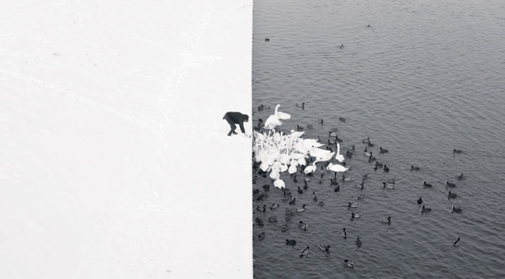Man Feeding Swans, by Marcin Ryczek